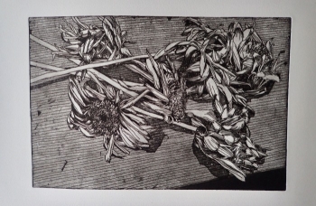 Gerbera's