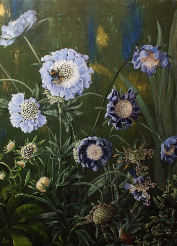 Scabiosa bloei en verval