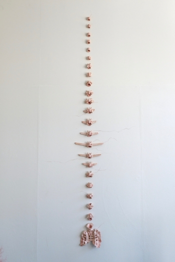 Vertebrae