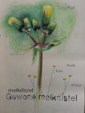 Melkdistel