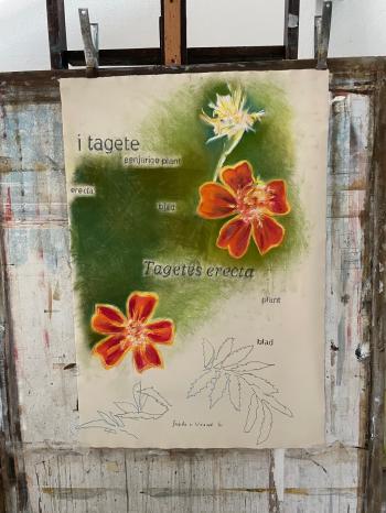 Tagetes