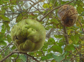 Quince in early decline