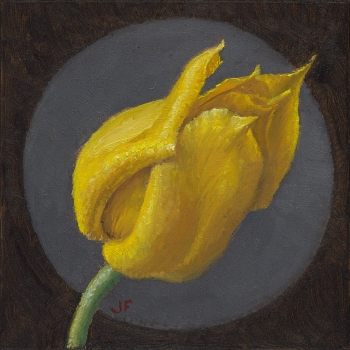 Spitse  gele tulp 4
