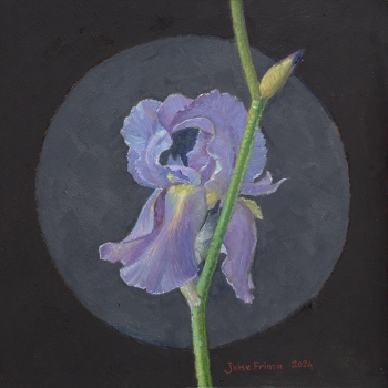 Dalmatische Iris