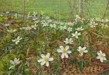 Bosanemonen