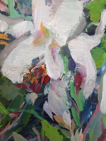 Iris