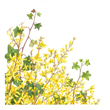 Forsythia
