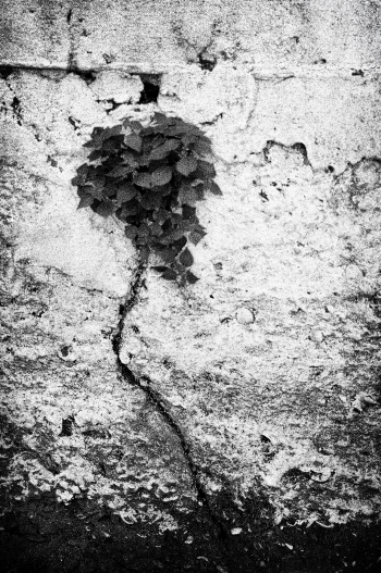Wallflower