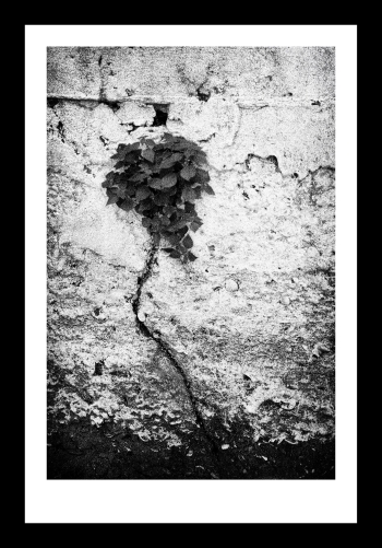 Wallflower