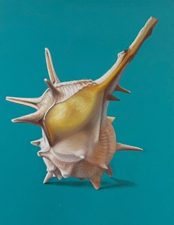 Murex Brandaris
