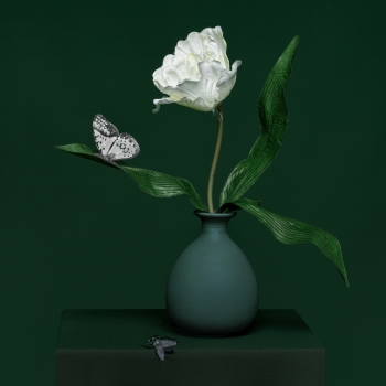 Tulip in a Vase with Butterfly