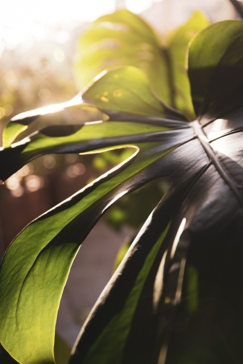 Caress of the Sun - 5
