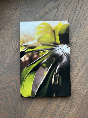 Caress of the Sun - 5