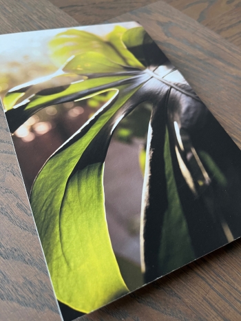 Caress of the Sun - 5