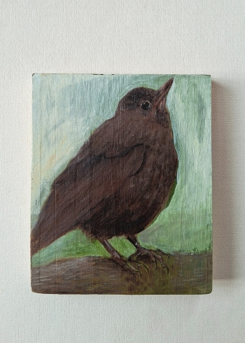 Jonge merel