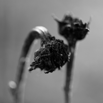 Garten der Verwunderung 25.7595