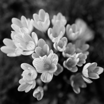 Garten der Verwunderung 25.8084