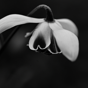 Garten der Verwunderung 25.7897