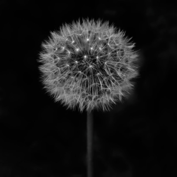 Garten der Verwunderung 24.9598