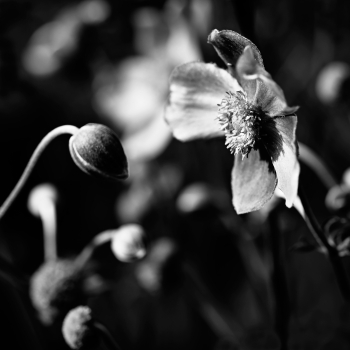 Garten der Verwunderung 23.2107