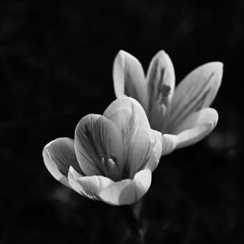 Garten der Verwunderung 25.8222