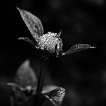 Garten der Verwunderung 20.3201