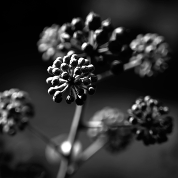 Garten der Verwunderung 22.2293