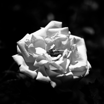 Garten der Verwunderung 20.5991