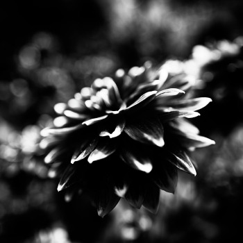 Garten der Verwunderung 25.9399