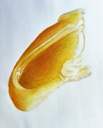 Kersenhoning 18-2024