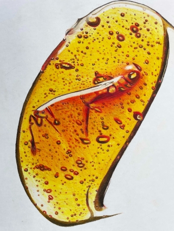 Sparrenhoning 19-2024