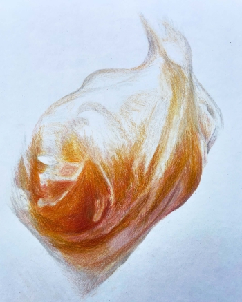 Klaverhoning 20-2024