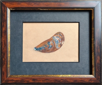 Roestige Bultrugmossel