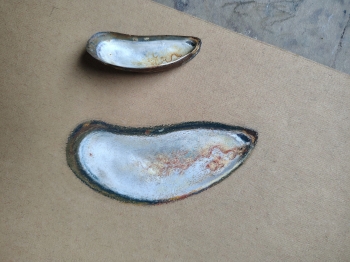 Roestige Parelmoermossel