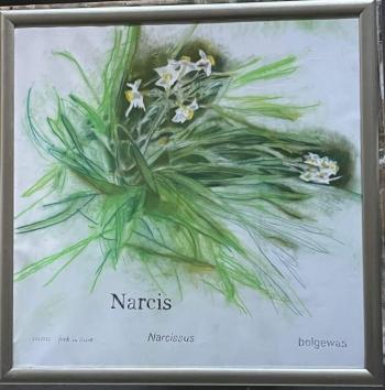 Narcis