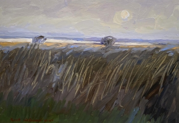 Rietkraag in ochtendlicht