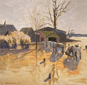 Hoog water met koeien