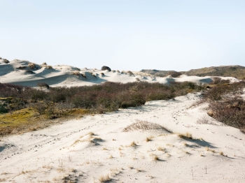 Dunes at Meijendel #4948 (wanderdüne I)