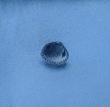 Klein blauwtje ( blauw schelpje)