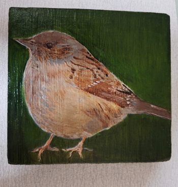 Heggenmus