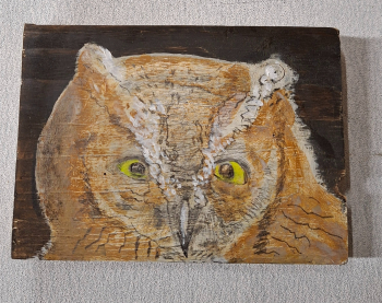 Dwergooruil