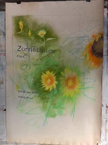 Zonnebloem
