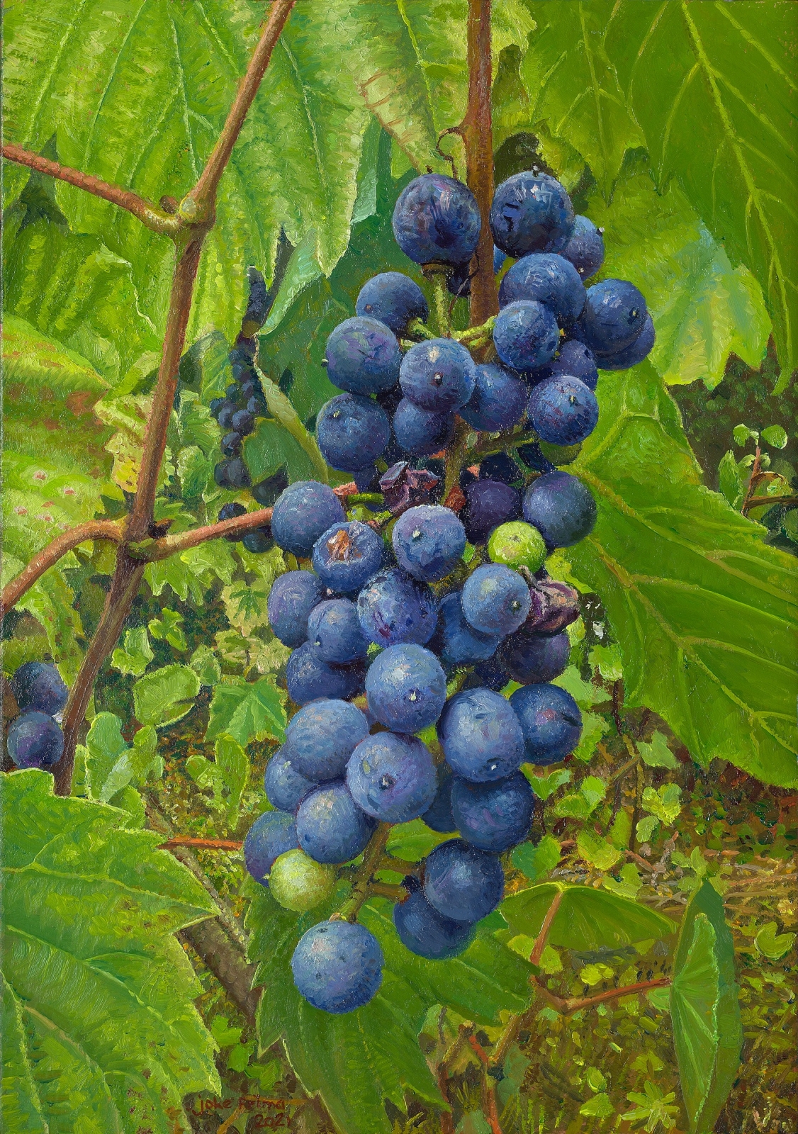 Wijngaard-druiven