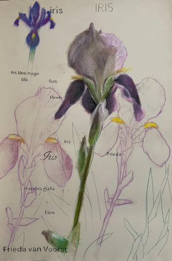 Iris