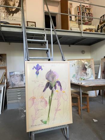 Iris