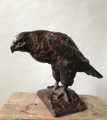 Buizerd