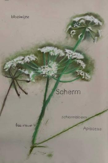 Schermbloem