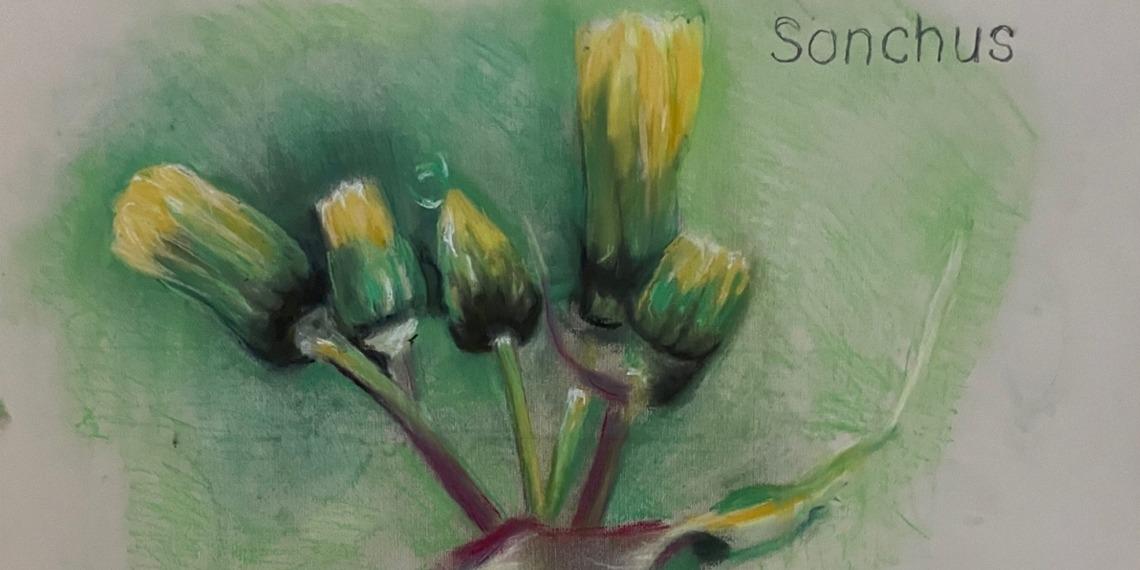 Frieda van Voorst - Botanische tekeningen