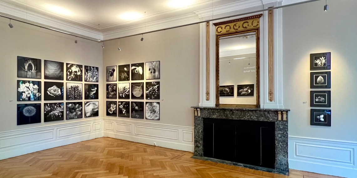 Elsbeth Bauer - Zwischen Blume und Verfall