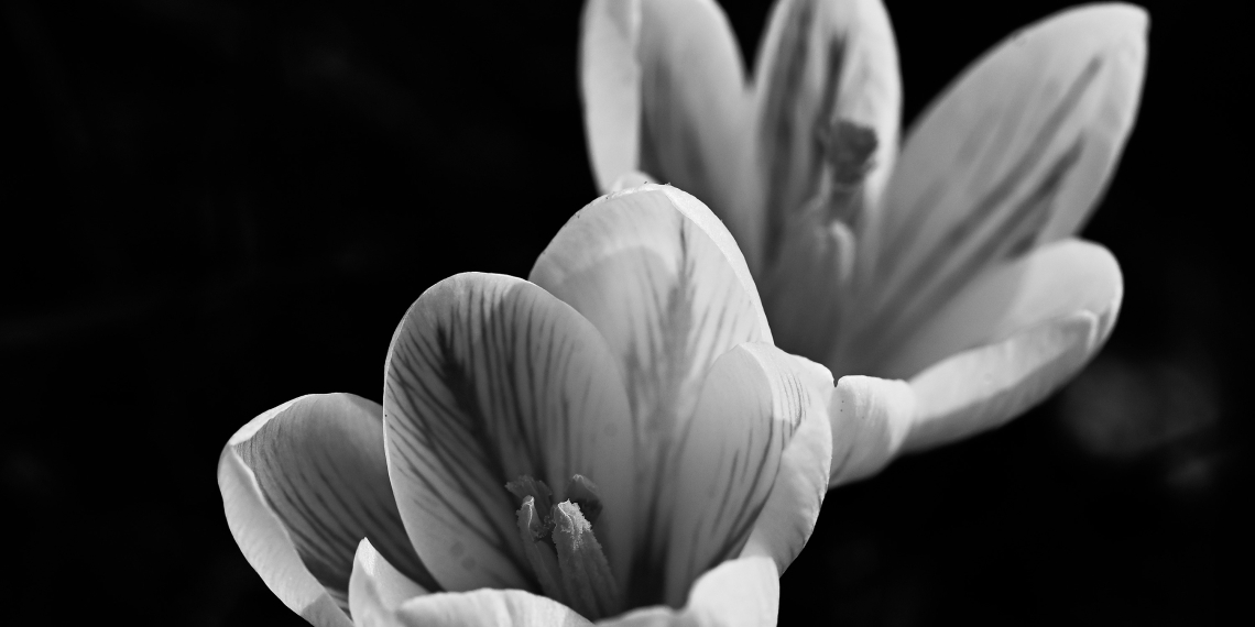 Elsbeth Bauer - Zwischen Blume und Verfall